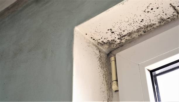 Best Environmental Consulting for Mold Prevention  in Villas, NJ