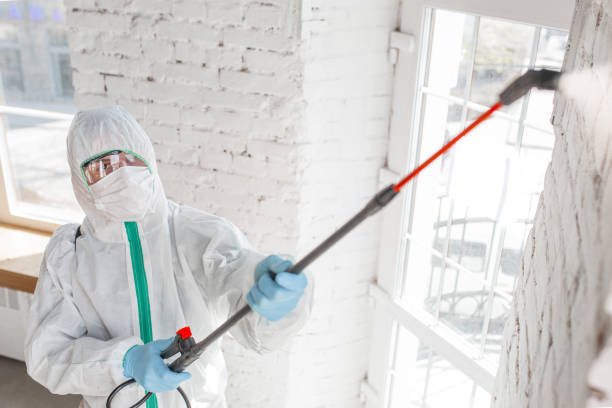 Best Attic Mold Removal  in Villas, NJ