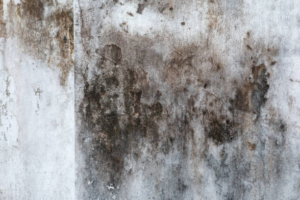 Best Asbestos and Lead Testing During Mold Inspection  in Villas, NJ
