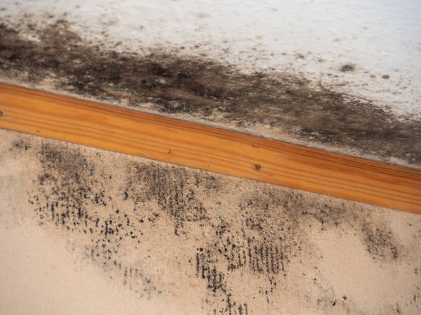 Best Mold Documentation for Insurance Claims  in Villas, NJ