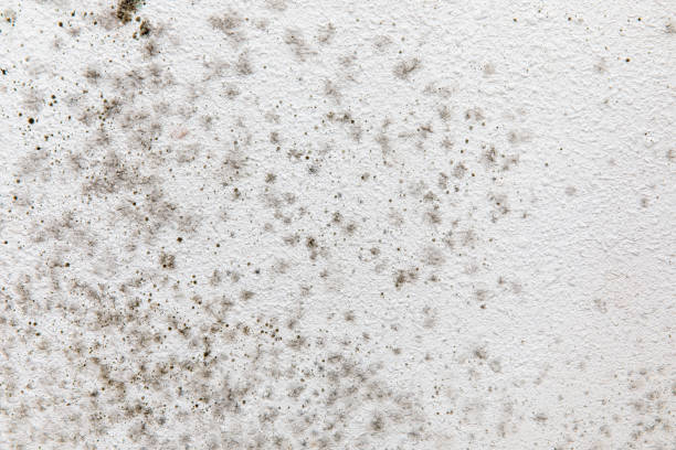 Best Residential Mold Inspection & Testing  in Villas, NJ
