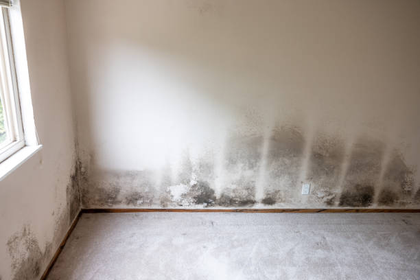Best Mold Damage Restoration  in Villas, NJ