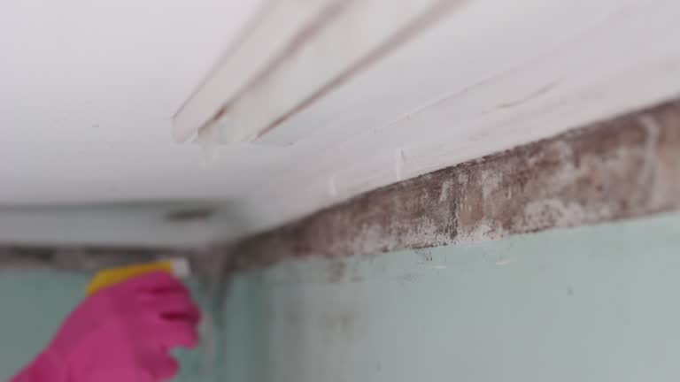 Best Crawl Space Mold Remediation  in Villas, NJ
